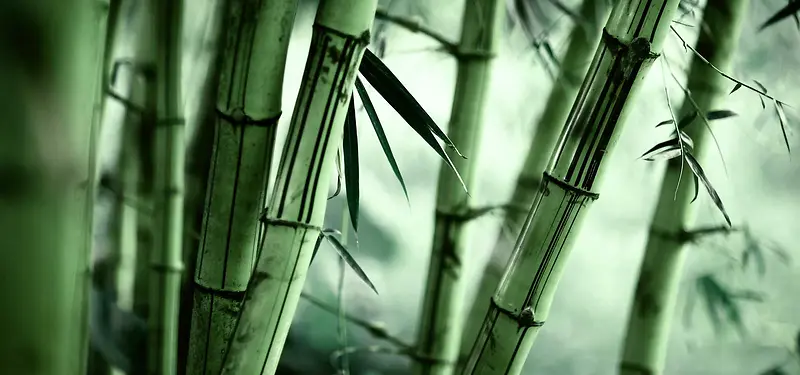 中国风竹林摄影背景