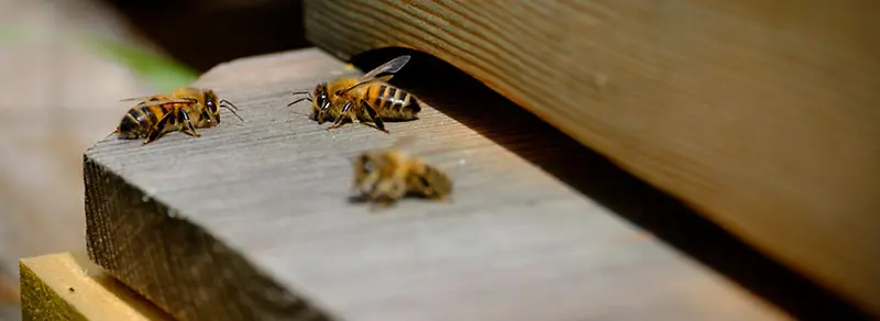 蜜蜂背景图