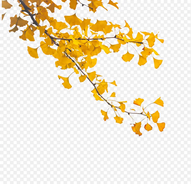 秋分金黄的银杏树枝秋天来了