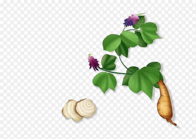 葛根插画免扣