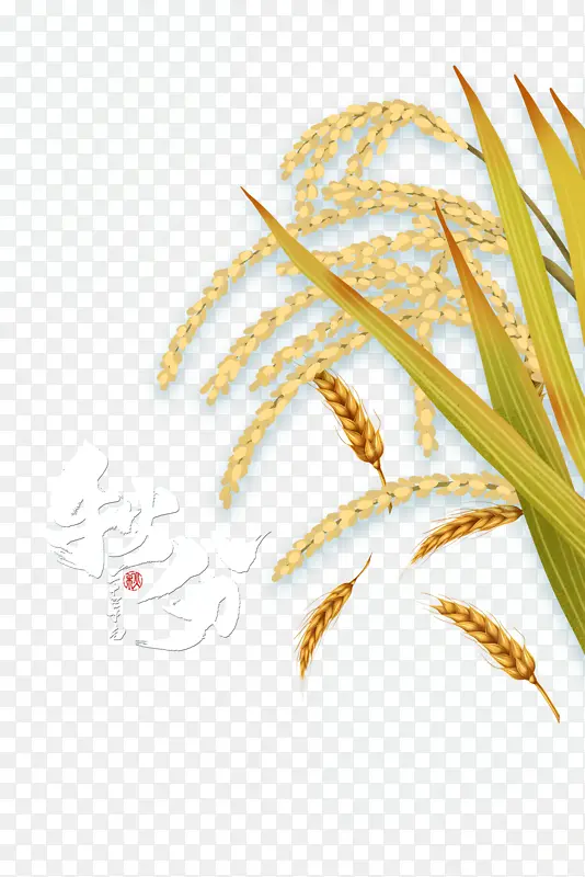 秋天秋分麦子稻子