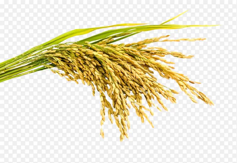 稻穗水稻农作物