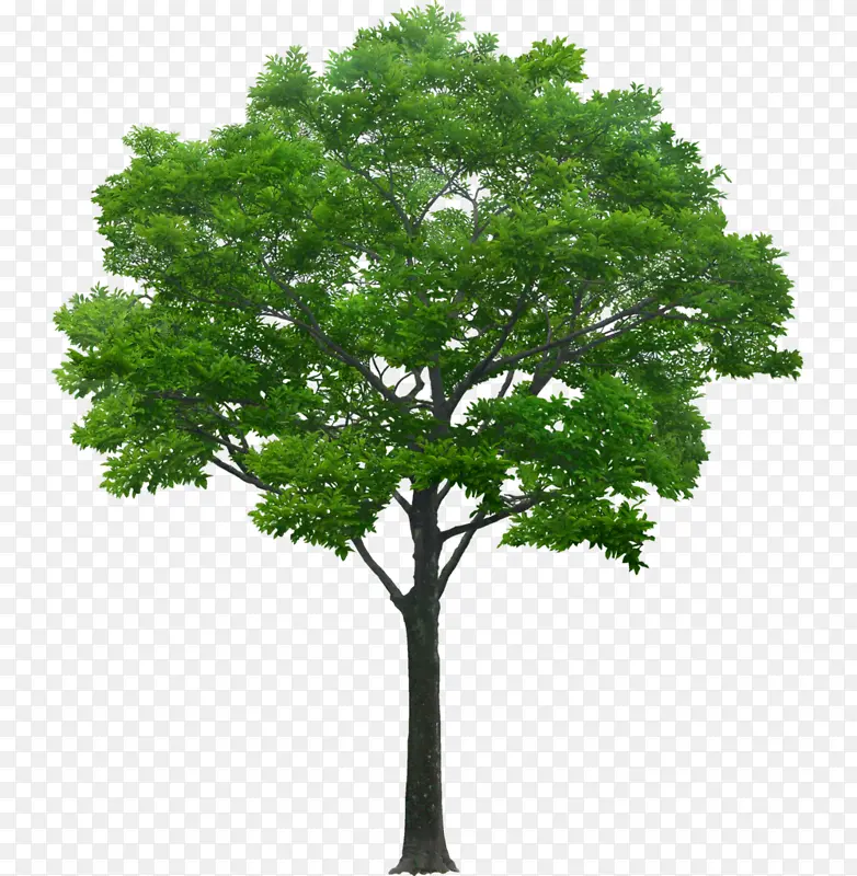 免扣PNG绿色大树