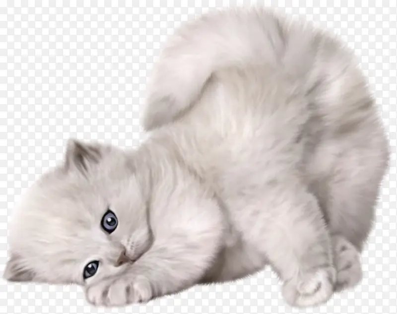 黑白动物 灰猫 流浪猫 玩耍的猫 黑白猫