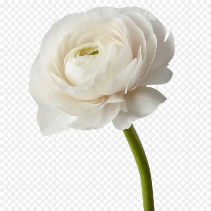 白色白莲花花卉