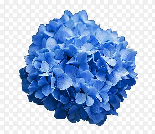 蓝色绣球花 绣球花 植物 花卉