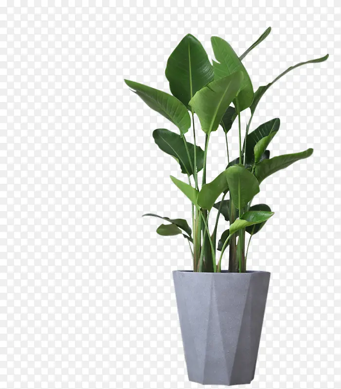 绿色植物的灰色水泥花盆