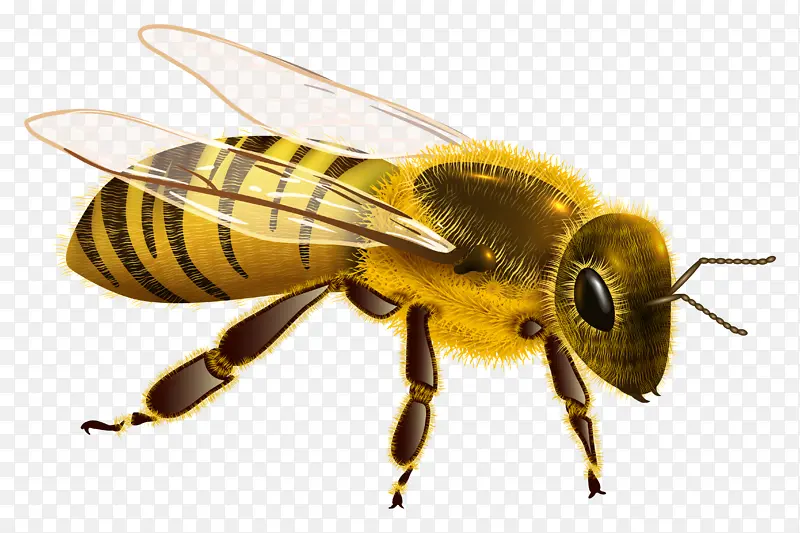 蜜蜂PNG图片素材