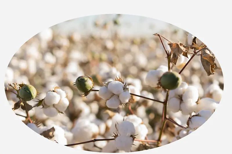 白棉花种子系列