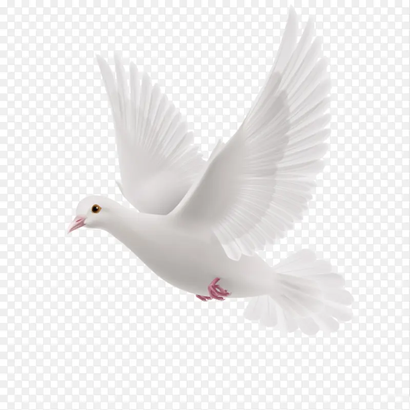 白色和平飞鸽