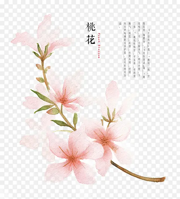 桃花枝手绘花朵古风元素