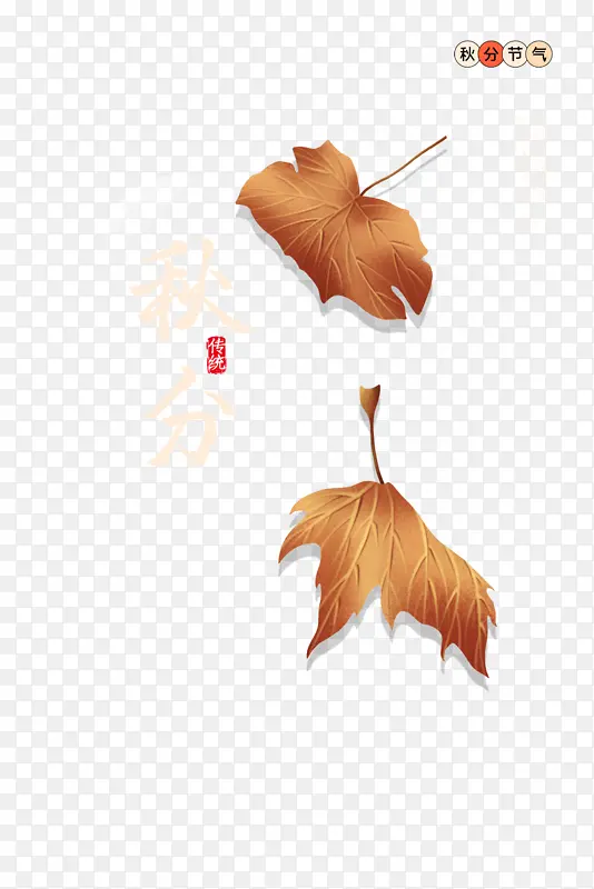 秋天秋分落叶二十四节气枯叶