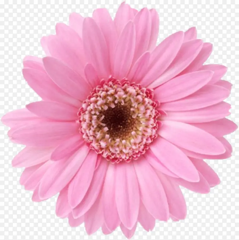 一朵粉色菊花