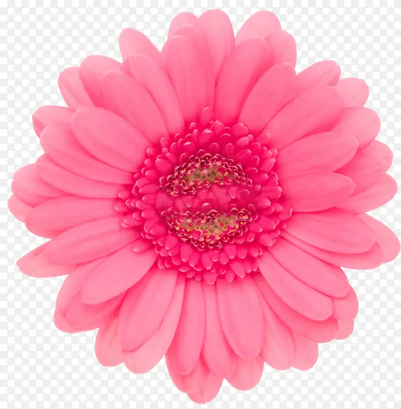 粉色单朵菊花