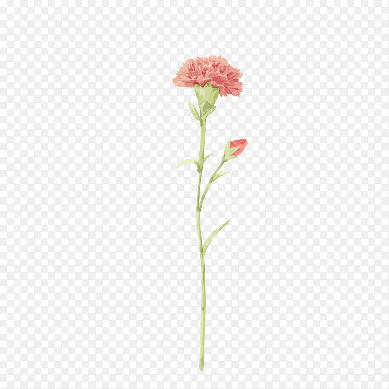 粉色植物菊花