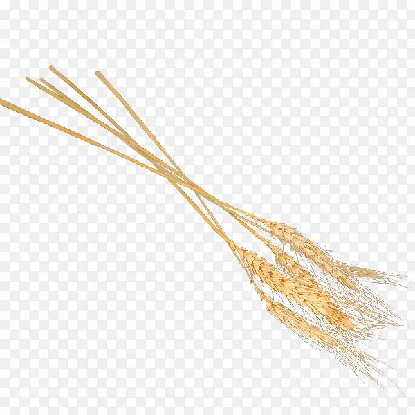 小麦素材，麦穗，金黄色小麦