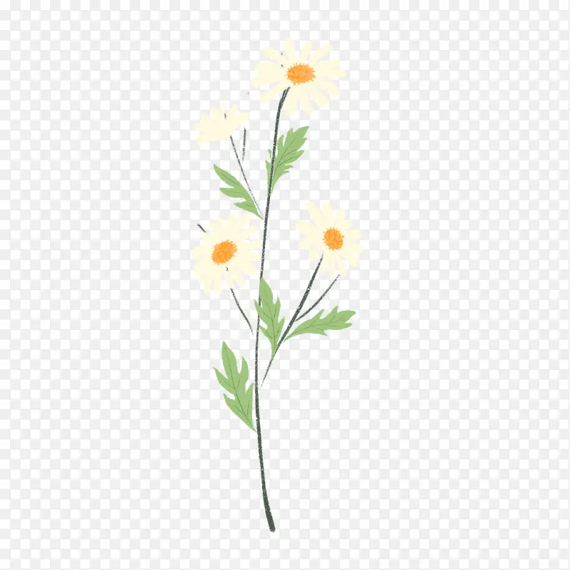 花花草草 小雏菊 菊花 手绘 花朵
