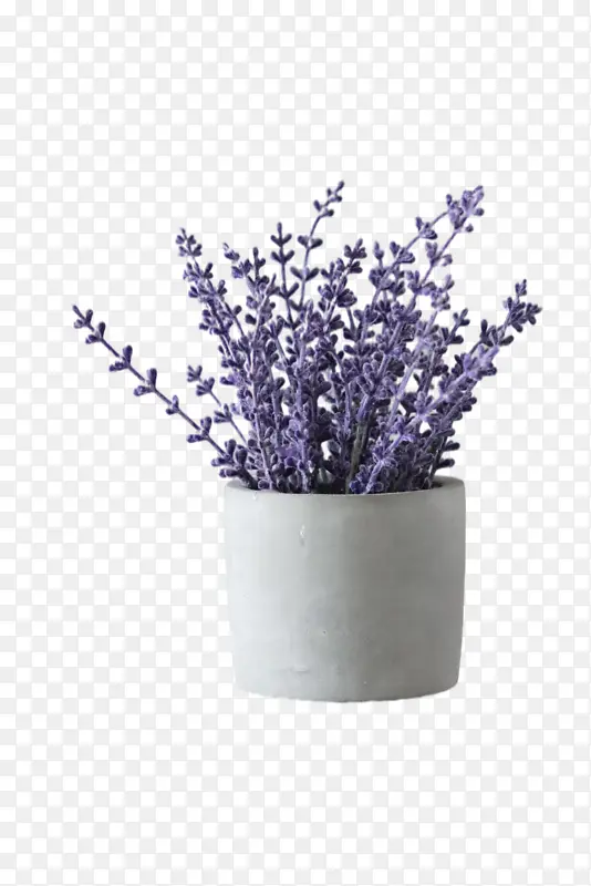 一盆紫色的花.