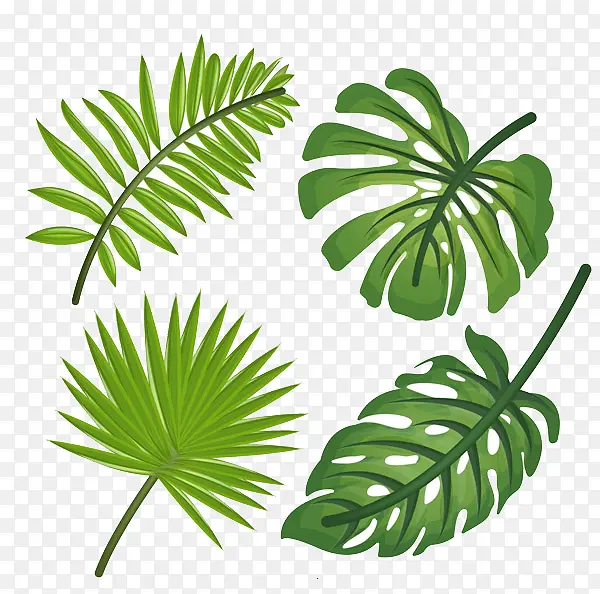 热带植物叶子。