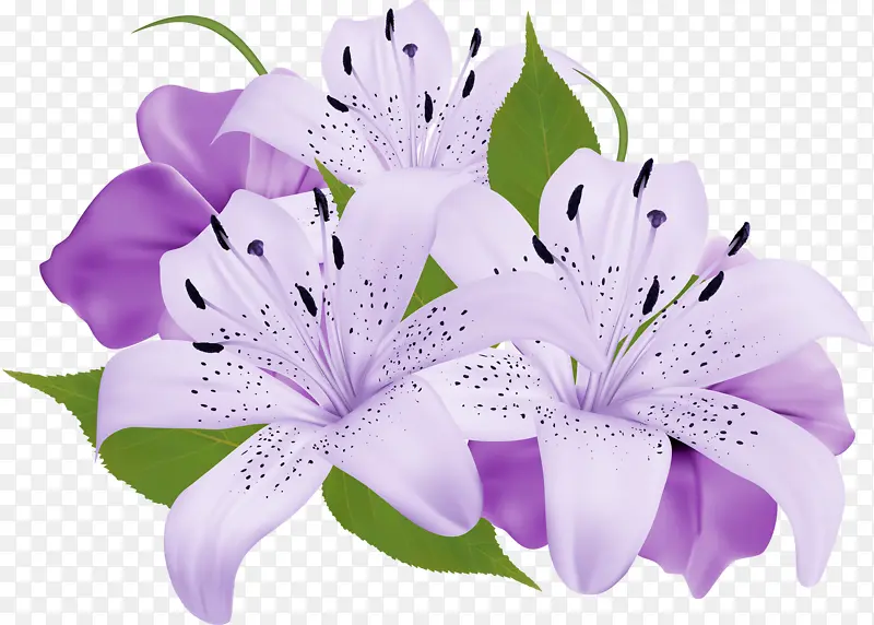 紫色鲜花百合花卉图片