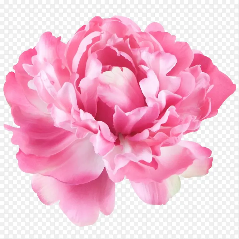 一朵粉色牡丹鲜花