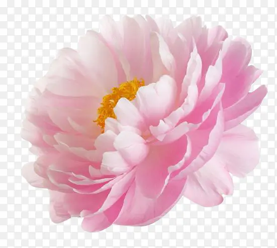粉色牡丹鲜花