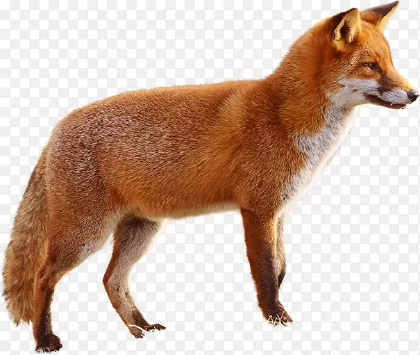 狐狸透明PNG免抠图