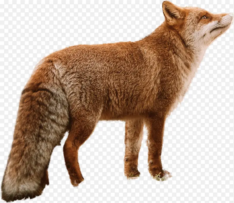 狐狸透明PNG免抠图