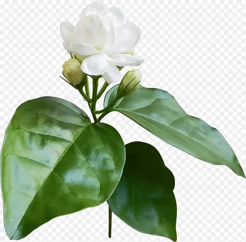 带绿叶的白色茉莉花