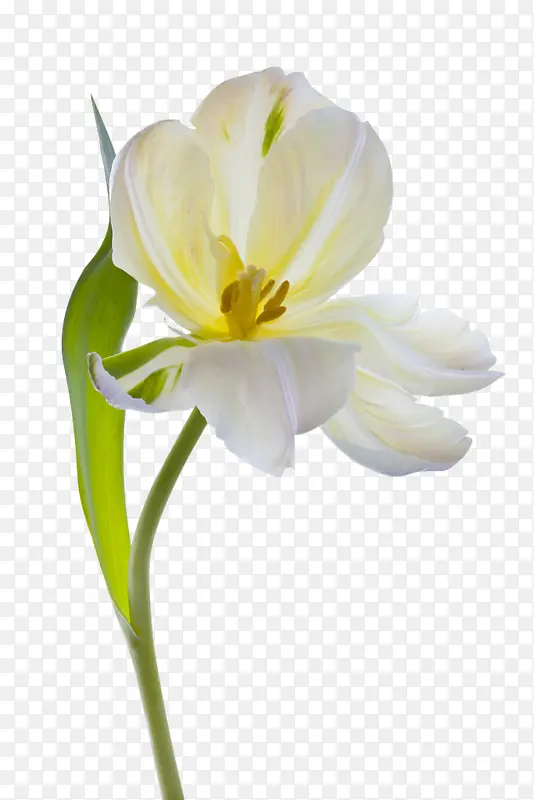 白色郁金香花朵