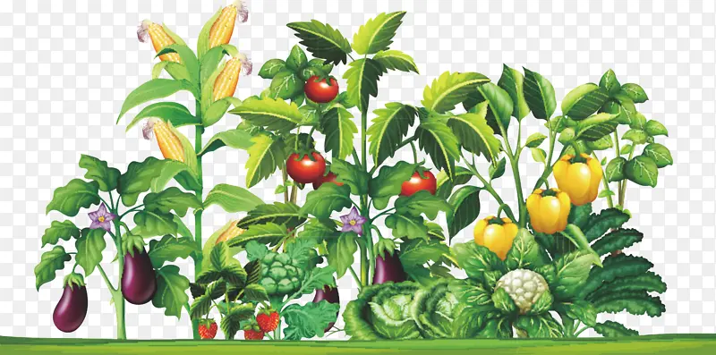 免扣蔬菜素材菜园子西兰花玉米茄子西红柿绿