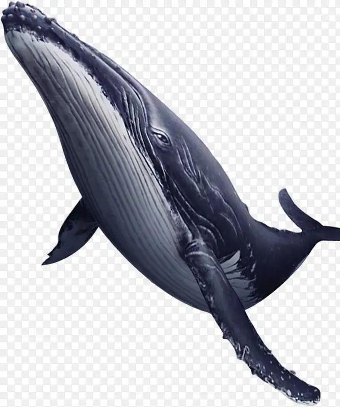 蓝色手绘漂浮鲸鱼