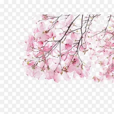 粉色樱花  花  桃花  花瓣  手绘
