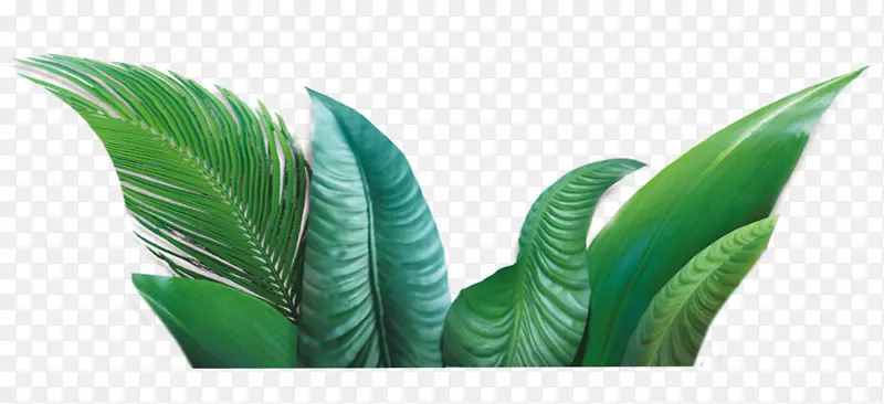 热带植物大叶子