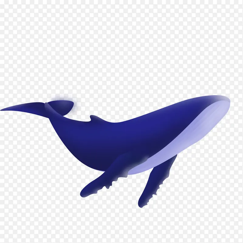 动物 海水生物 鲸鱼 手绘