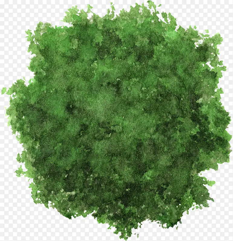 嫩绿色大树树冠水彩风手绘