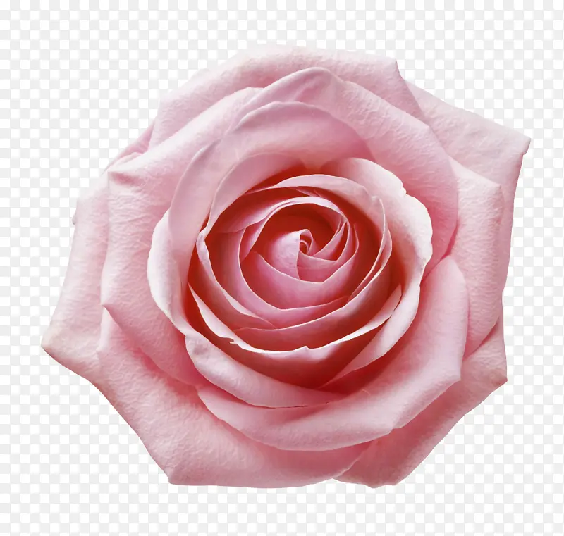 粉色一朵玫瑰花素材