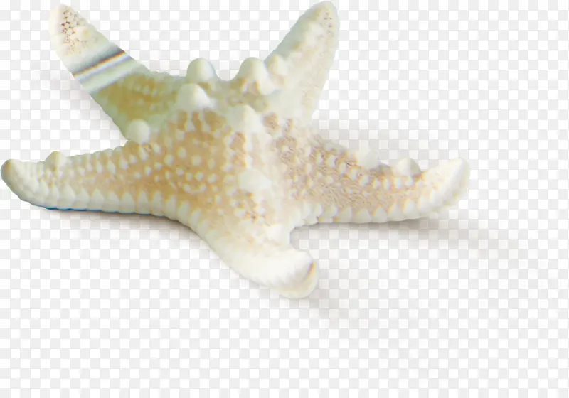 白色海星贝壳装饰