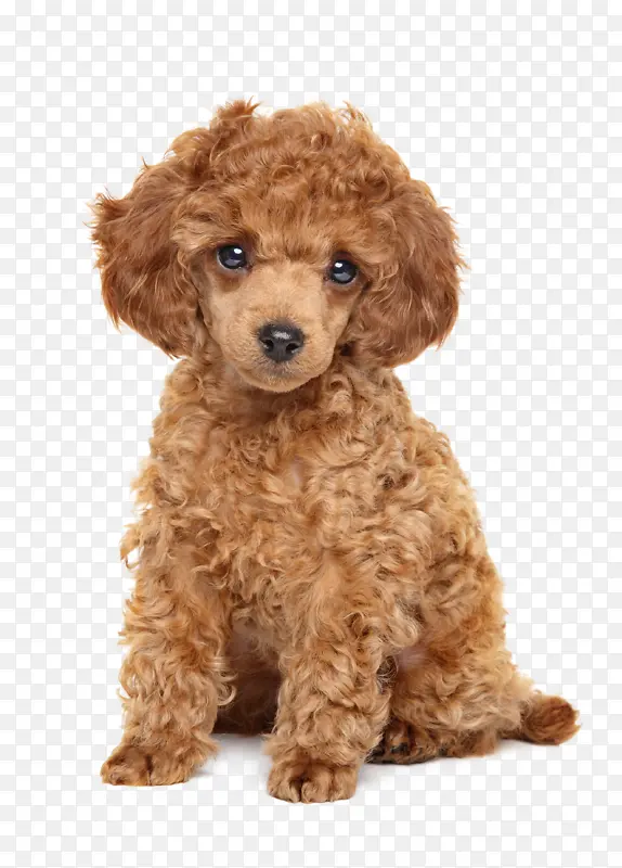 棕色泰迪狗狗