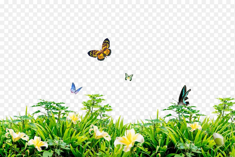 蝴蝶在花草上飞舞