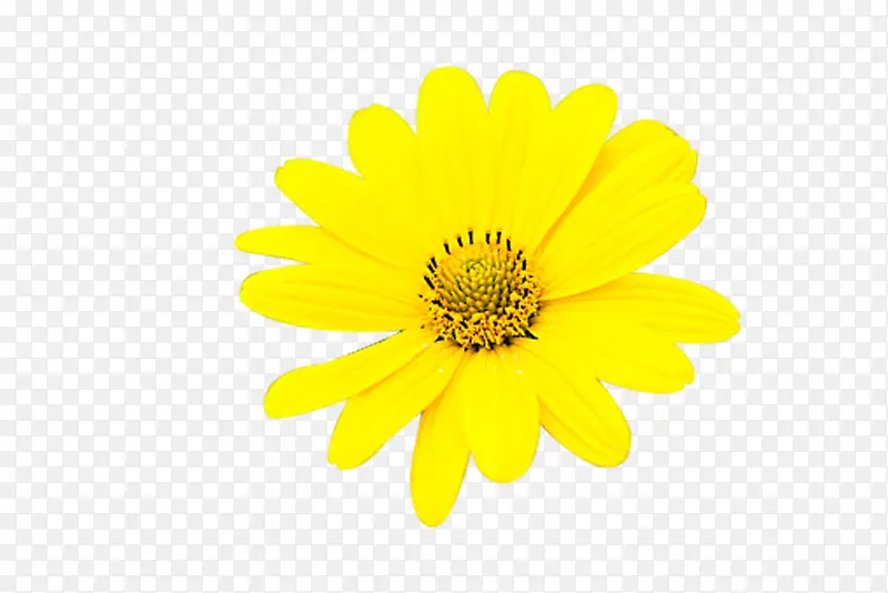 黄色的雏菊花朵