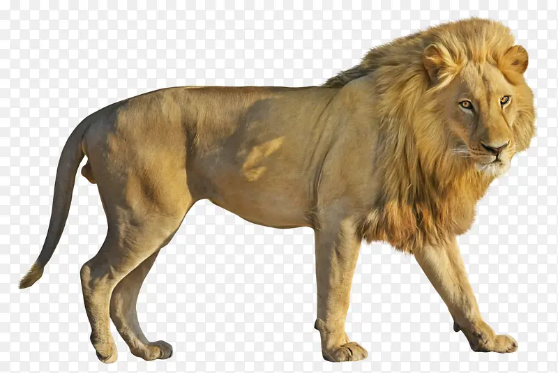 狮子png透明图像