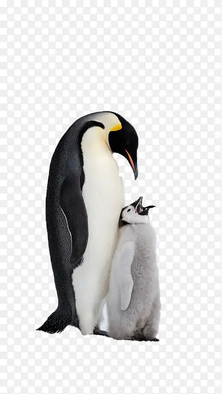 有爱的企鹅妈妈