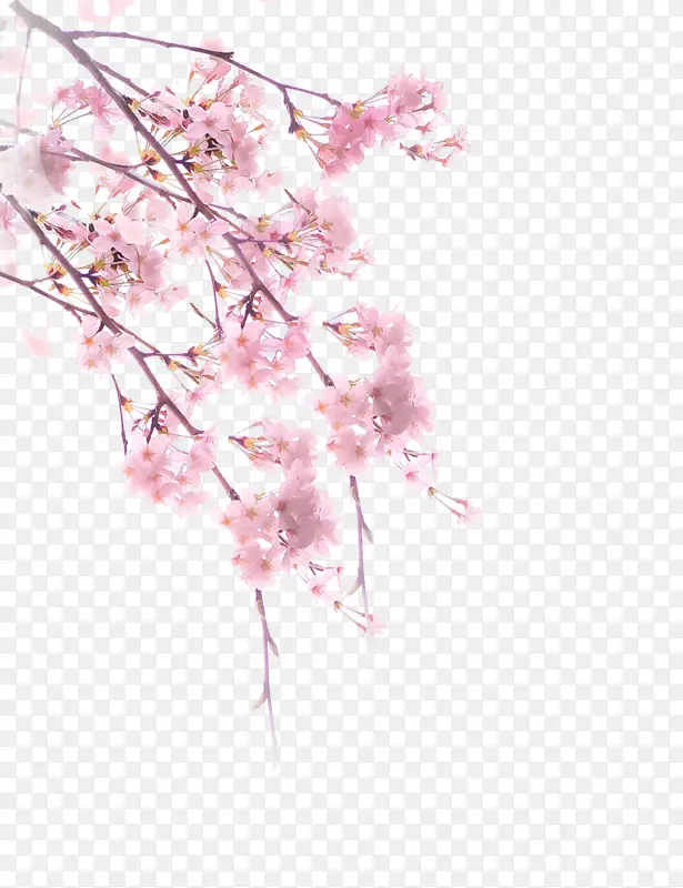 春天里的手绘樱花