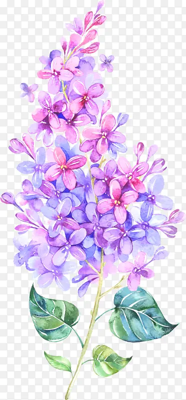 紫色花 碎花 花束