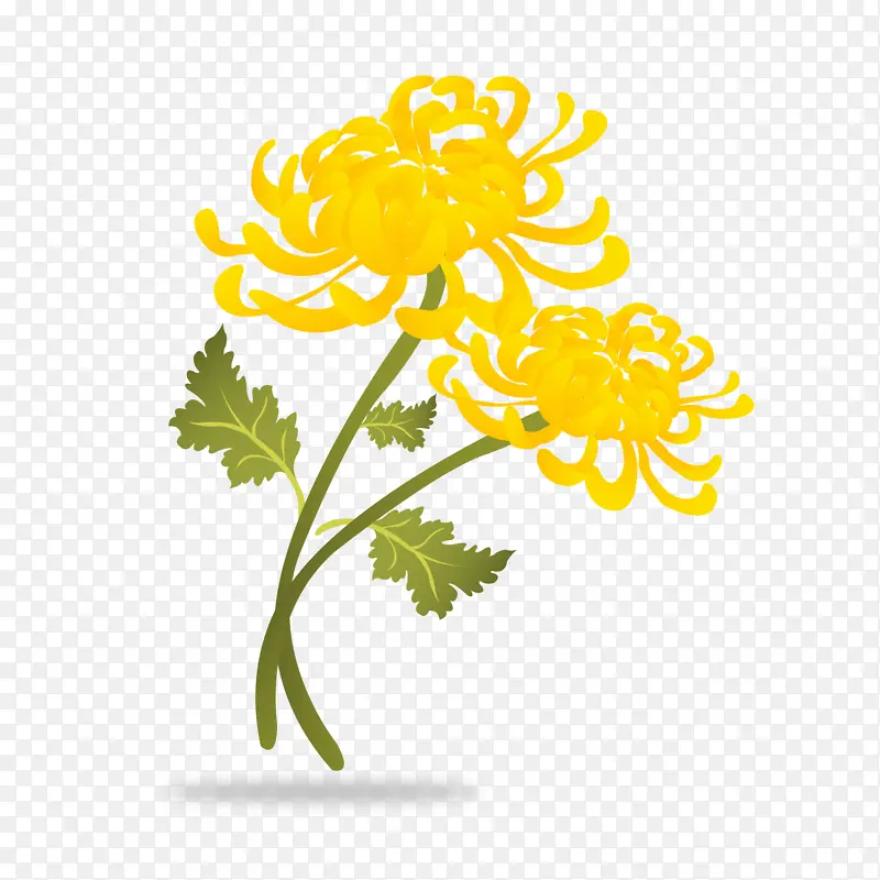 手绘黄色的菊花
