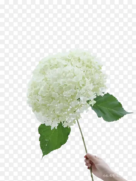 白色 绣球花