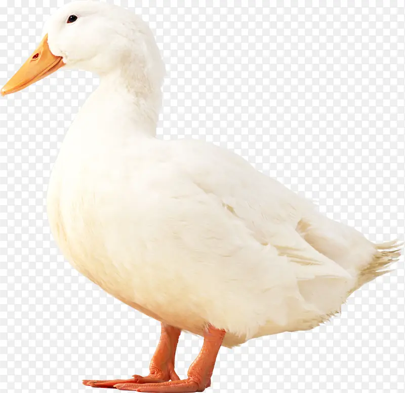 一只白色的鸭子