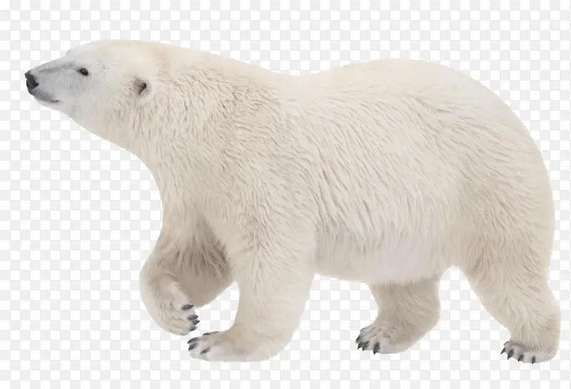 冰山  .  北极熊  .  素材