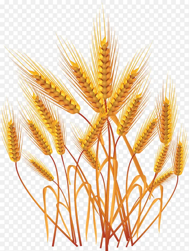 金色麦田 丰收 农业 土地 农作物 麦穗